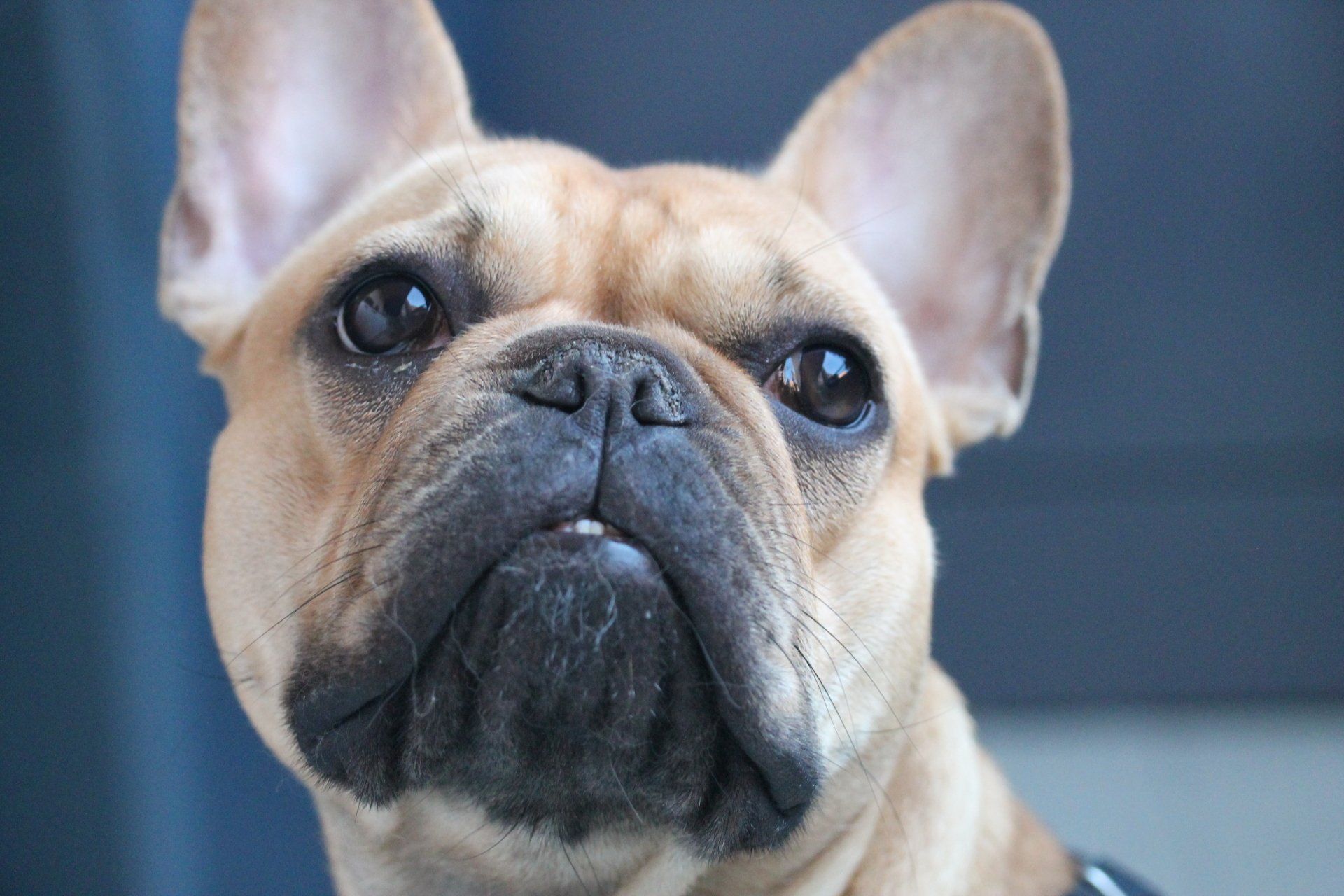 a close up of a french bulldog looking at the camera .