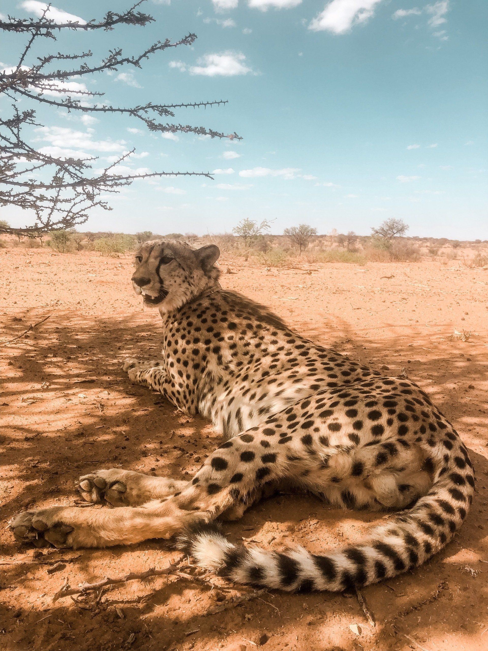 A cheetah is laying on the ground in the desert of namibia.