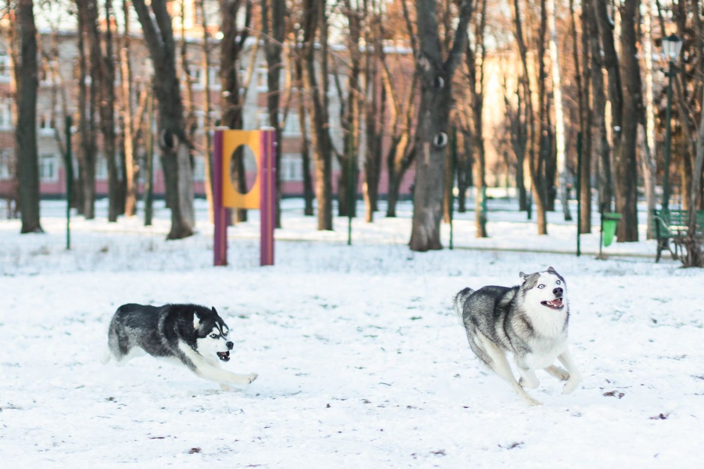 Two huskies chasing each other in the snow