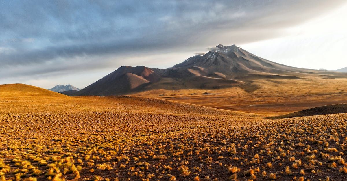 A desert landscape with mountains in the background and a field of flowers in the foreground.