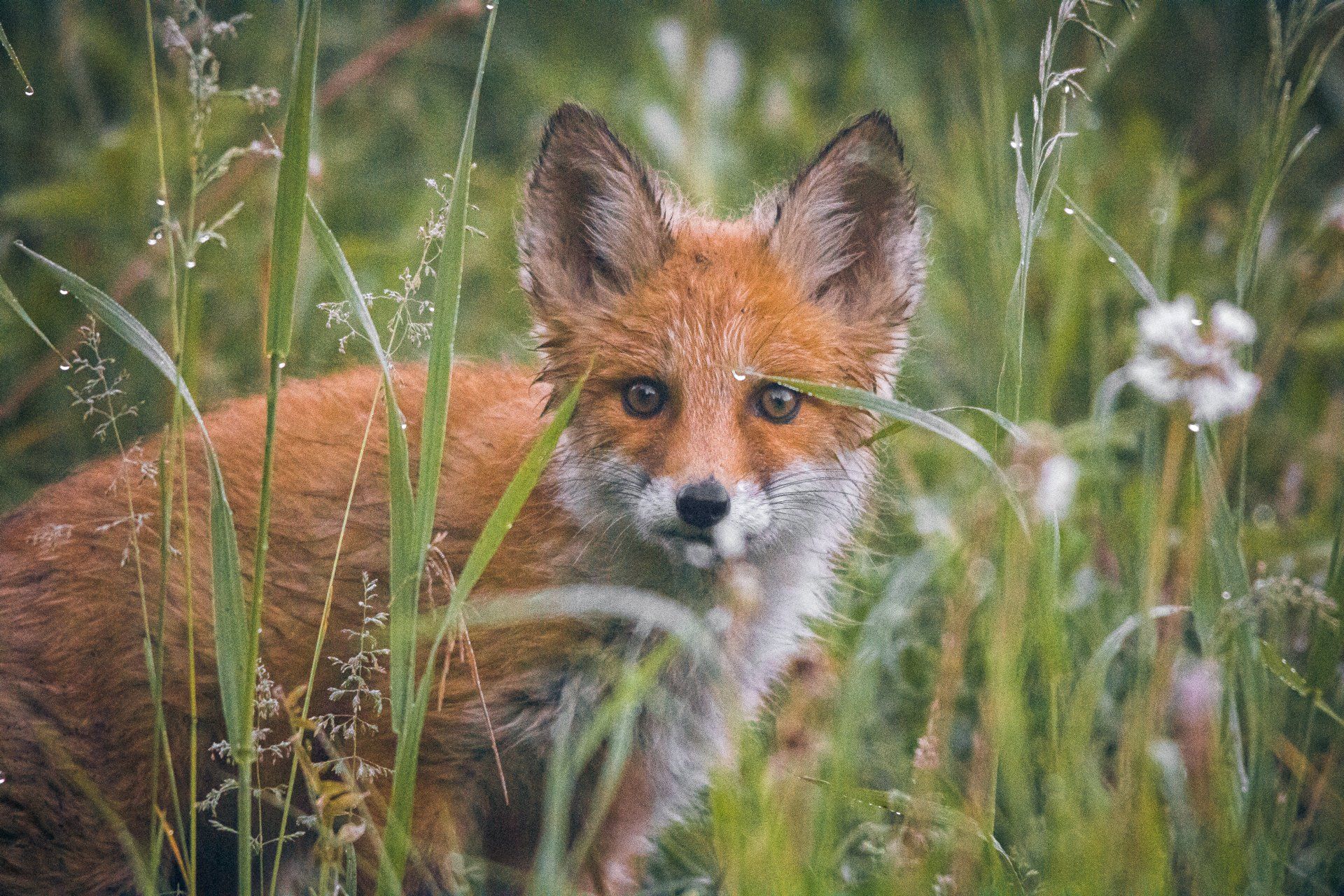 Fox control treatment and trapping
