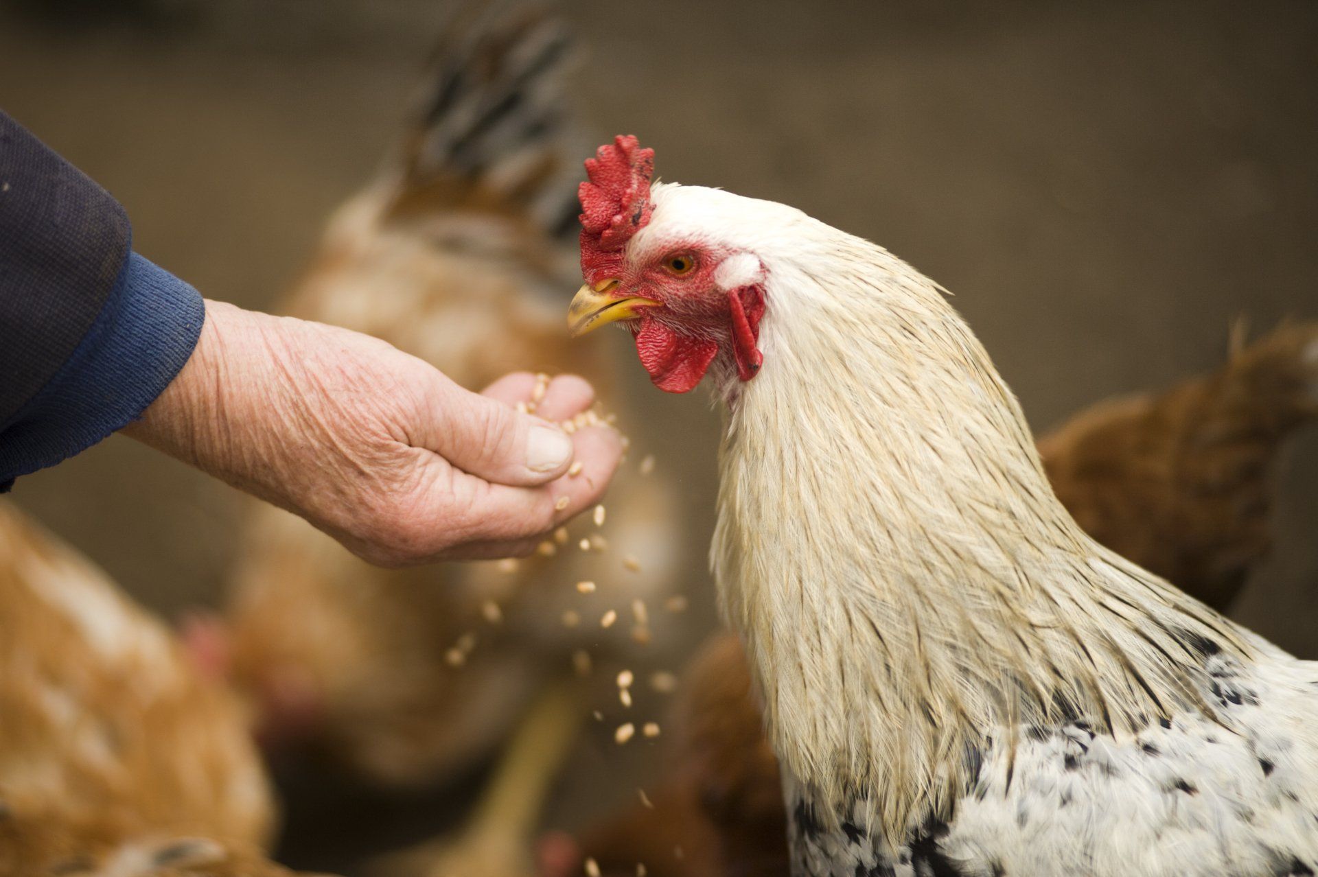 a rooster being fed by a hand