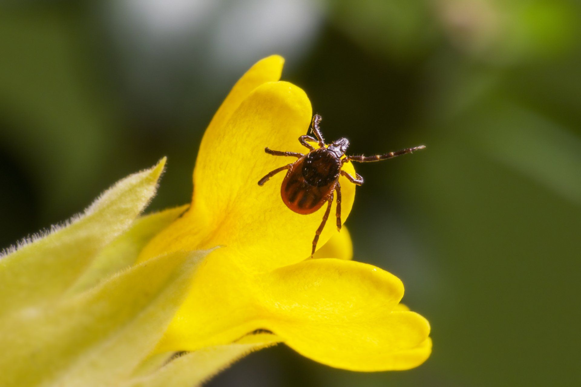A close up of a tick on a yellow flower.