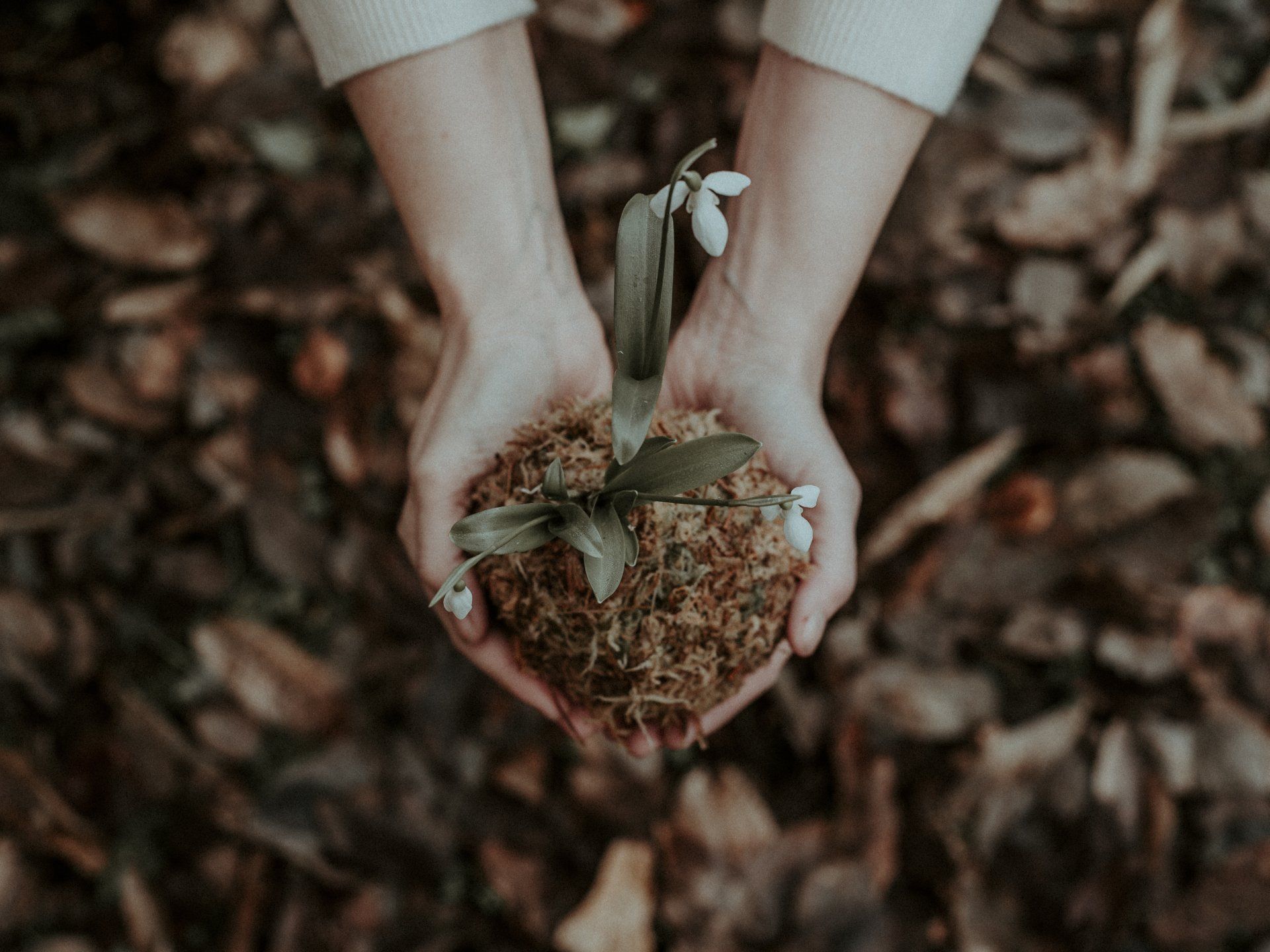 a person holding a soil with plant