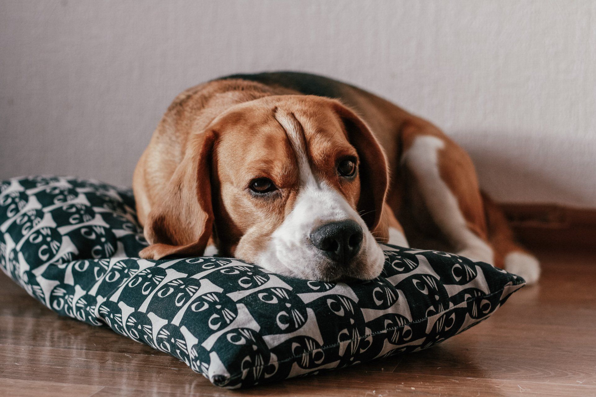 a beagle dog is laying on a pillow on the floor .