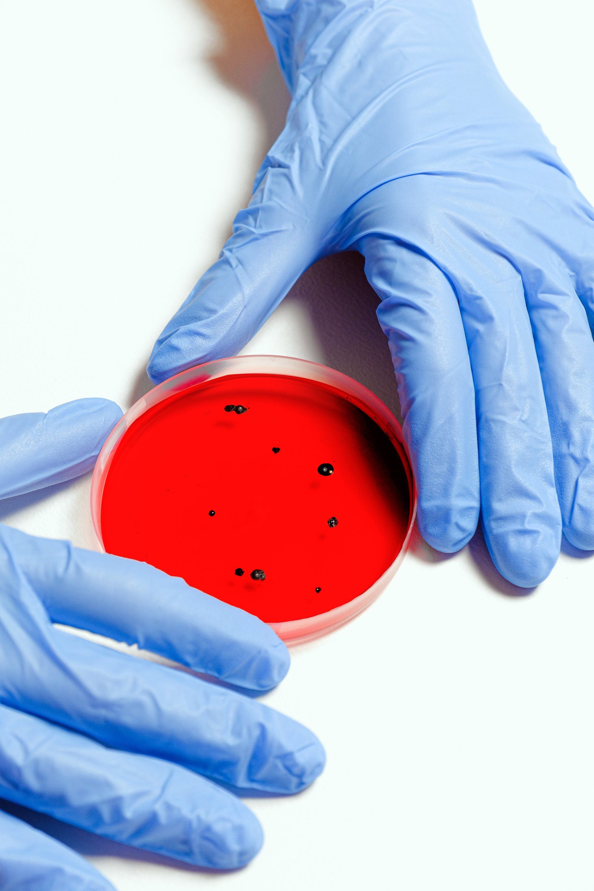 A person wearing blue gloves is holding a petri dish with red liquid in it
