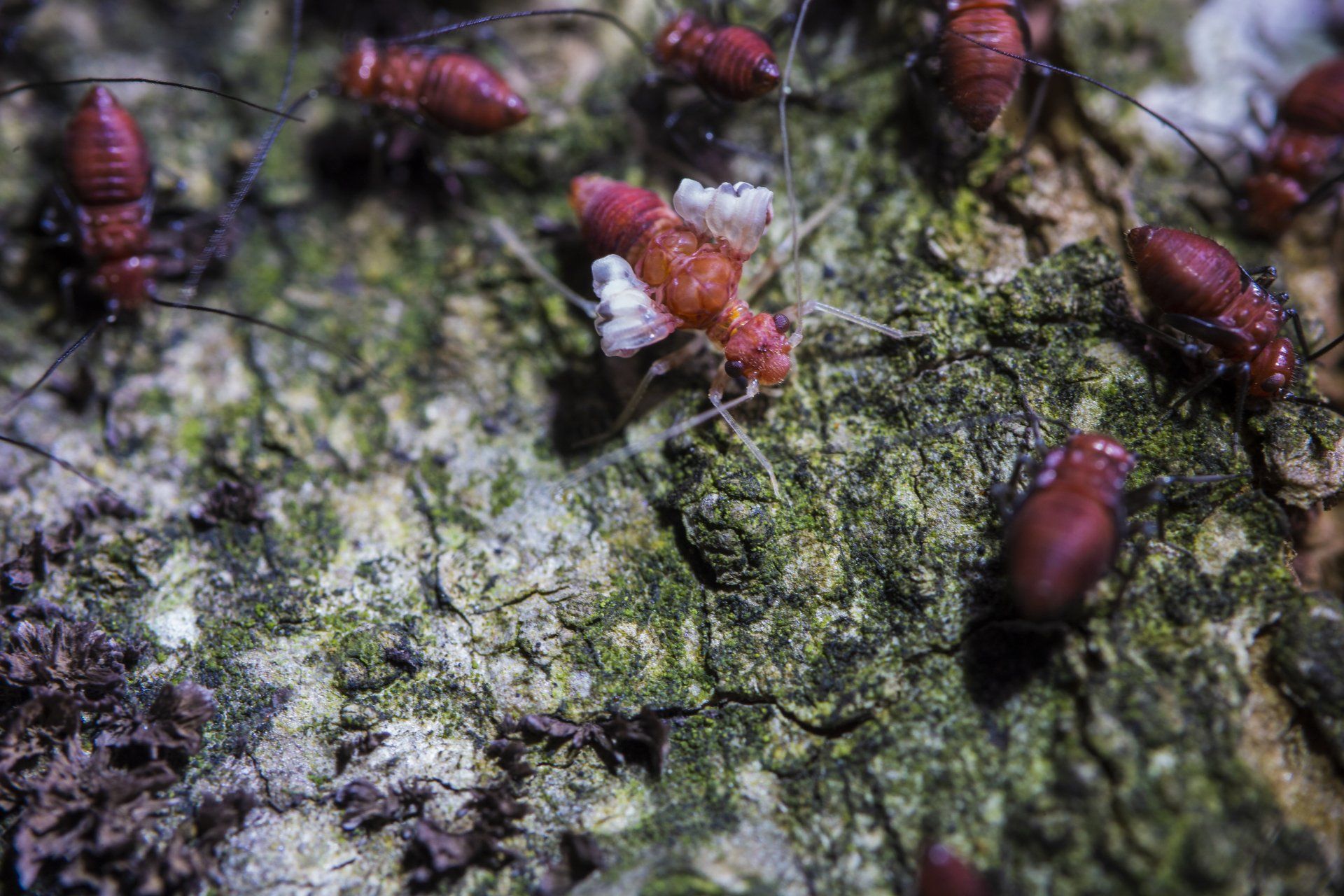 Bed Bug Exterminators in Spring Lake, MI