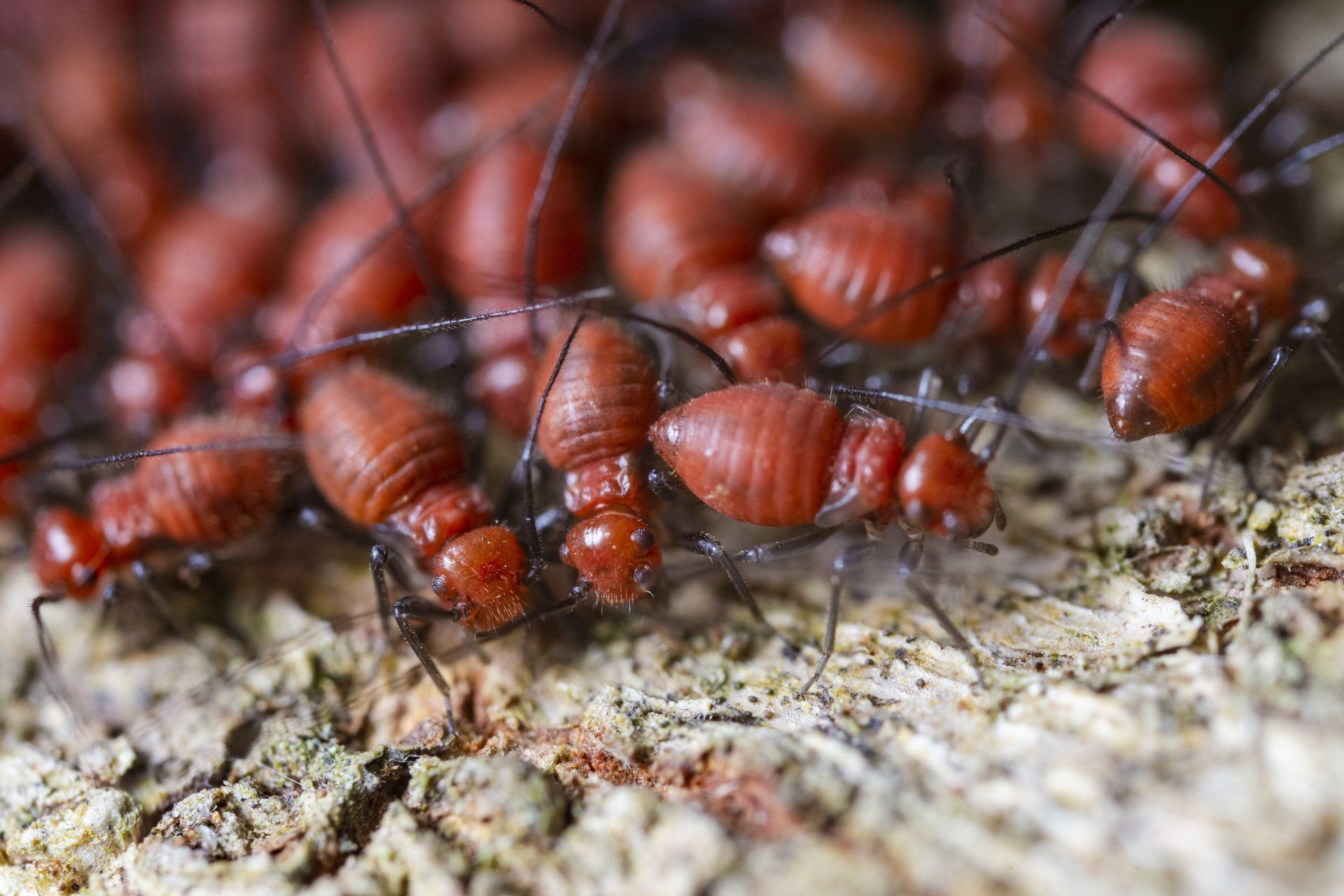 a bunch of red ants are crawling on a rock
