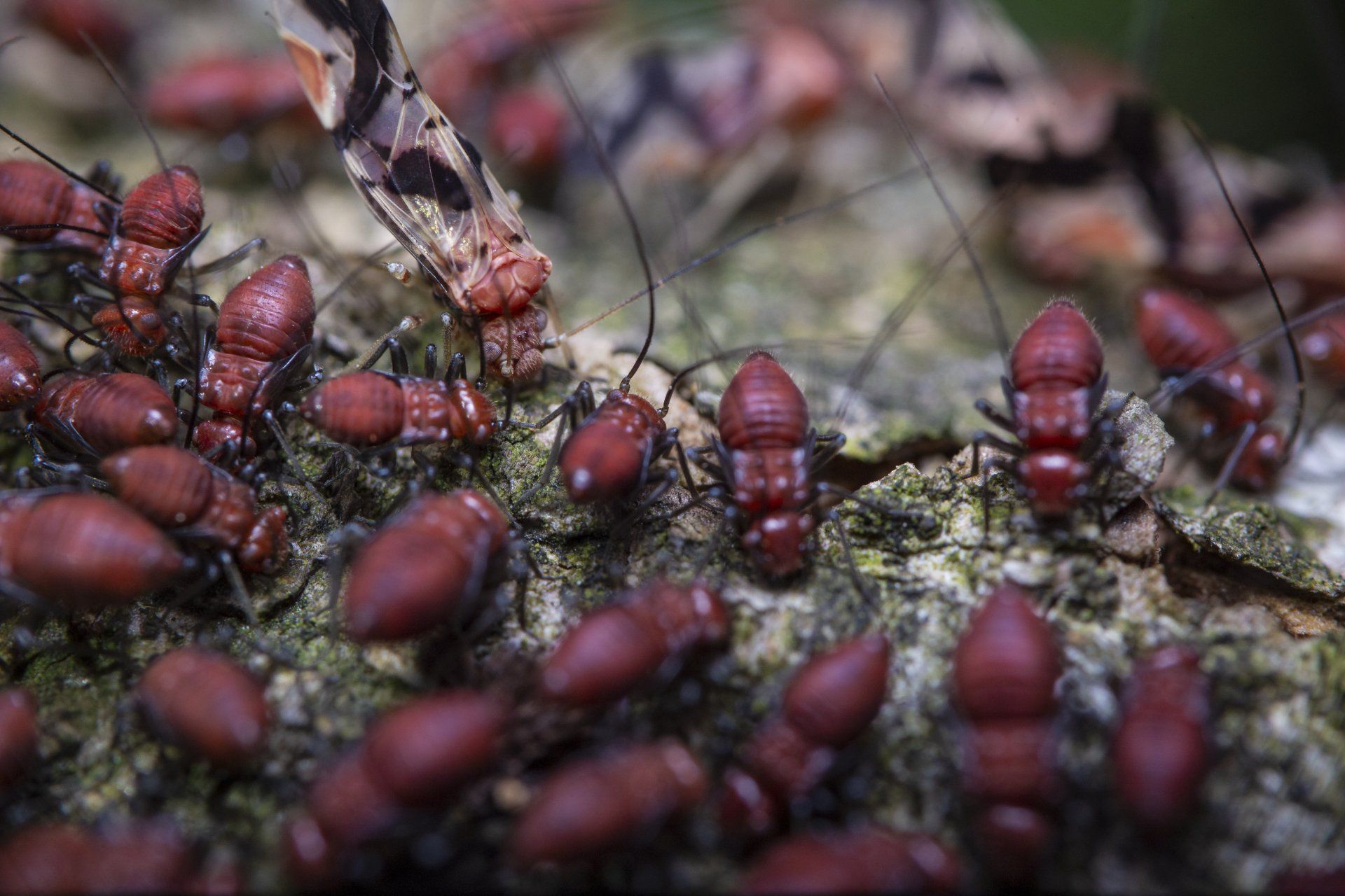 a group of red bugs are crawling on a rock