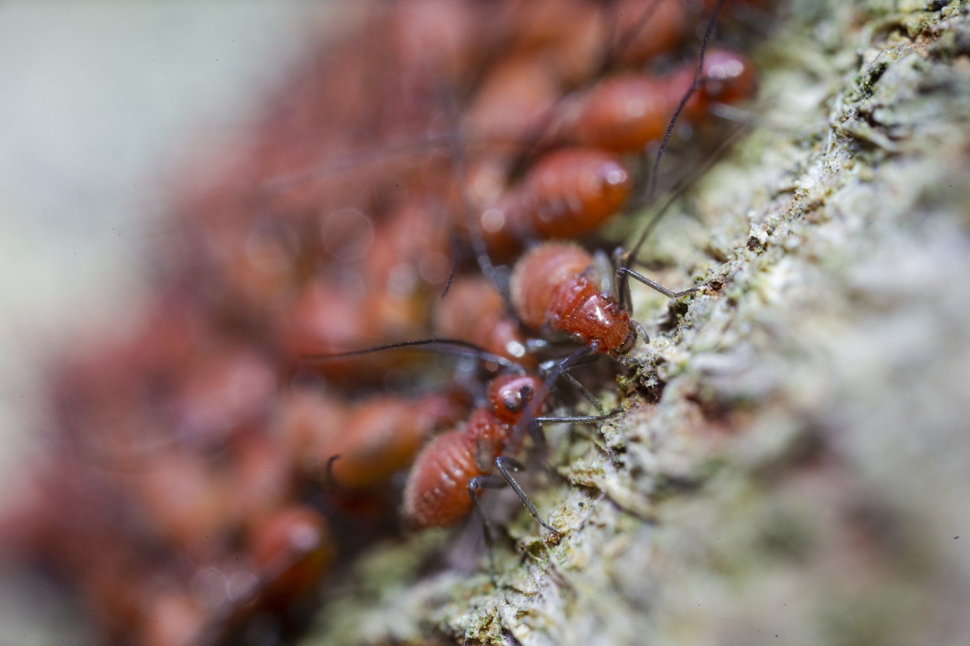 a group of termites are crawling on a tree branch