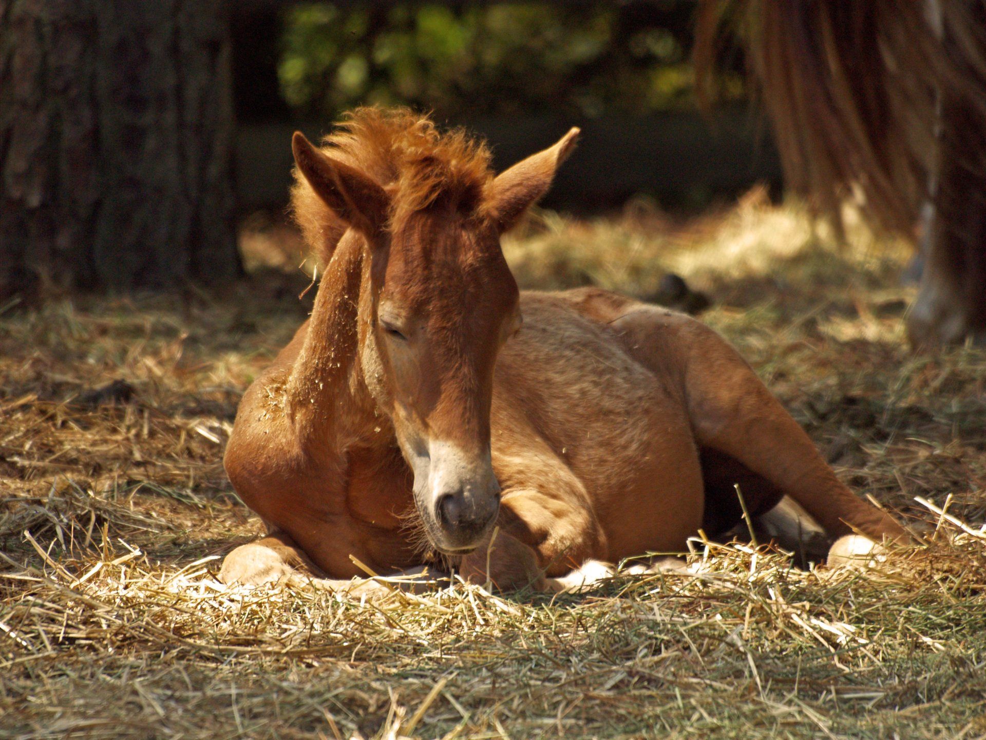 Insemination Illustration — Horse Insemination Kempsey, NSW
