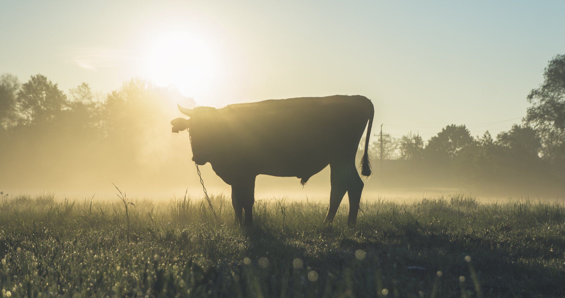 A cow is standing in a field at sunrise.