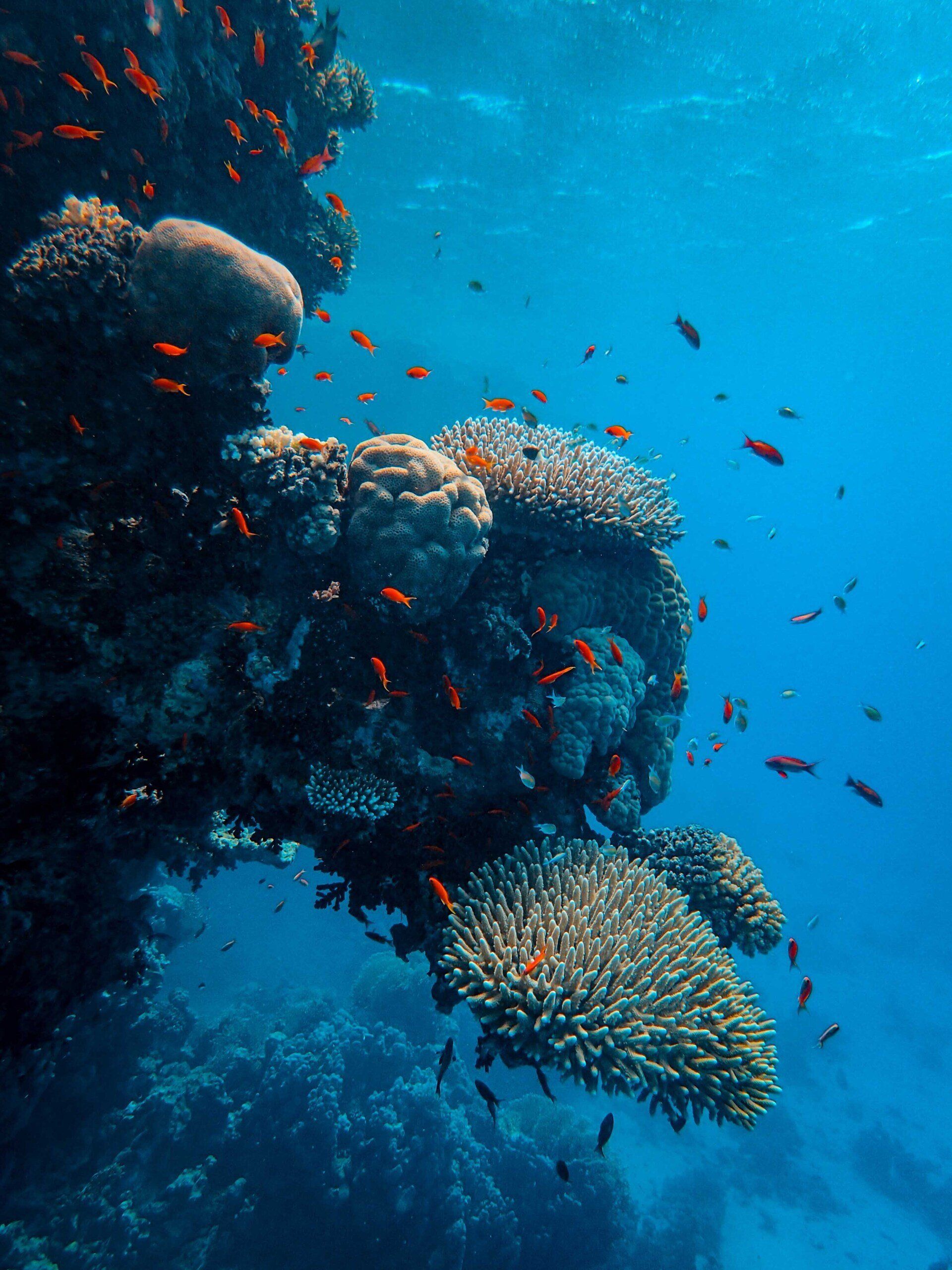 A group of fish are swimming around a coral reef in the ocean.