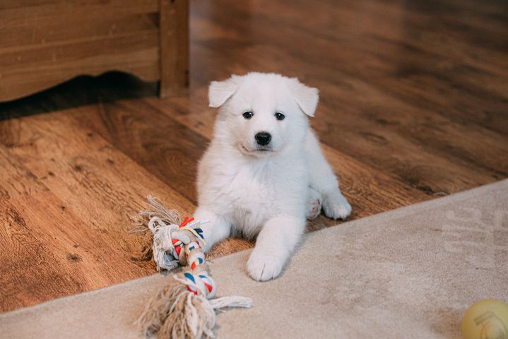 A white puppy is laying on the floor next to a toy.