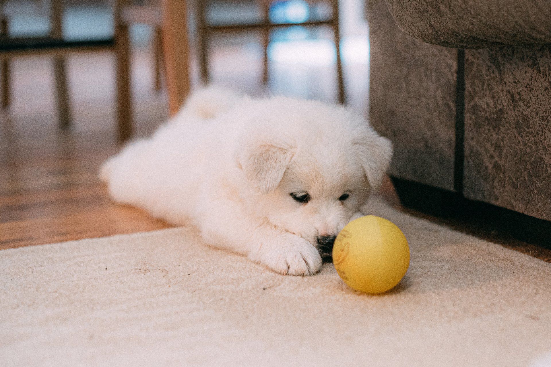 spitz puppy playing with a yellow ball