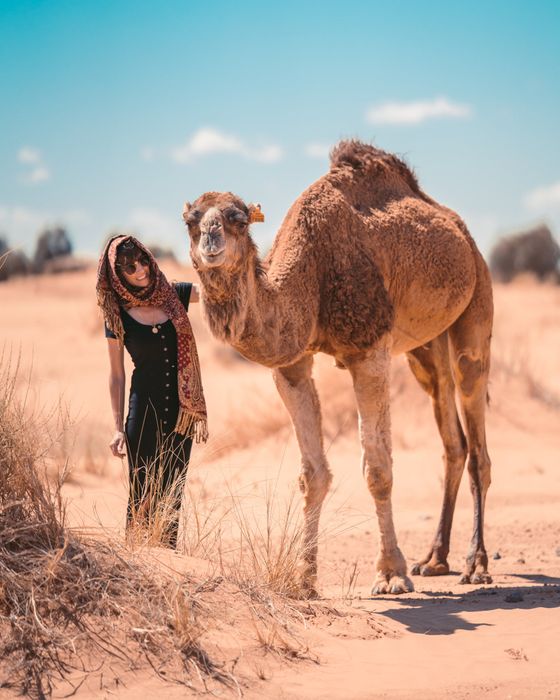 Camel ride sharm el sheikh