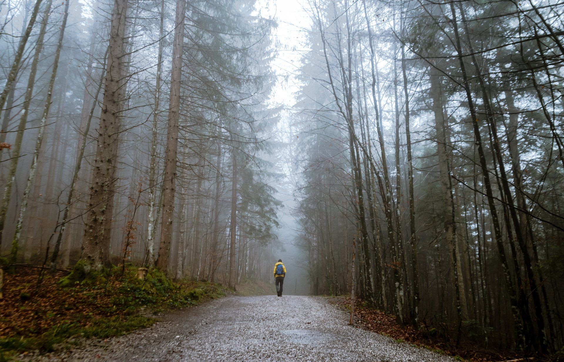 An image depicting a person standing at the edge of a fog-filled path leading into a forest. 