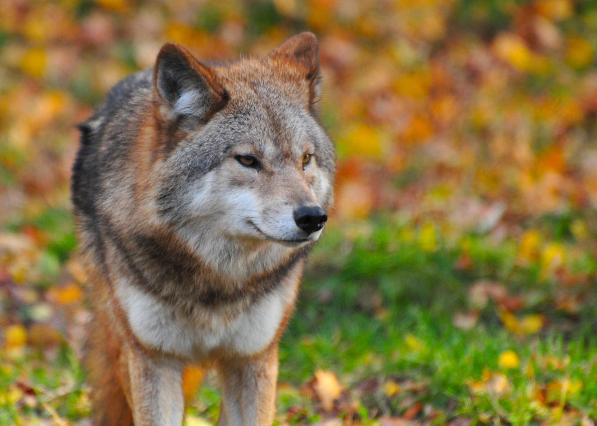 Running With The Wolves by Sue Cartwright, Spiral Leaf