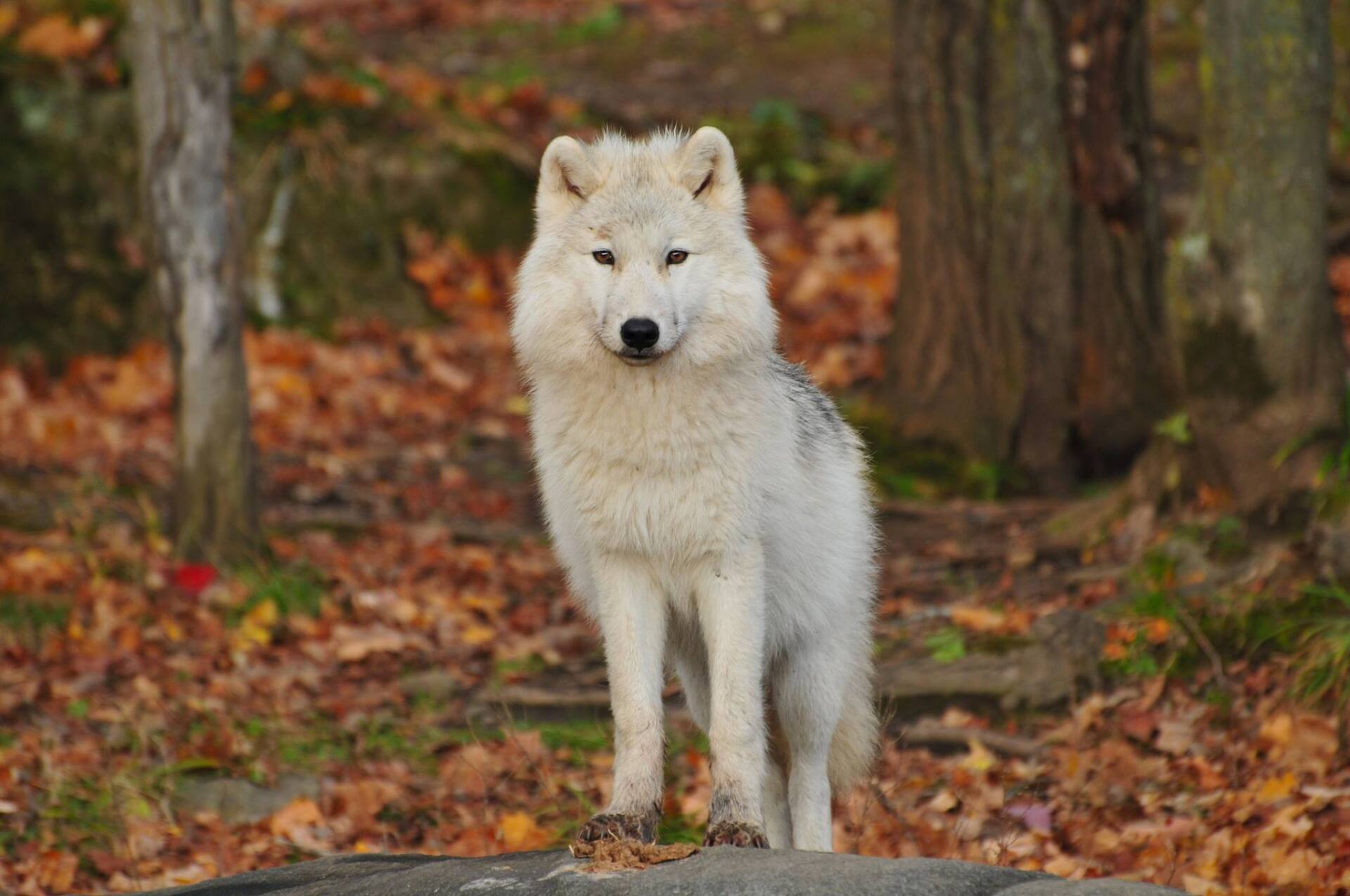 a white wolf is standing on a rock in the woods .