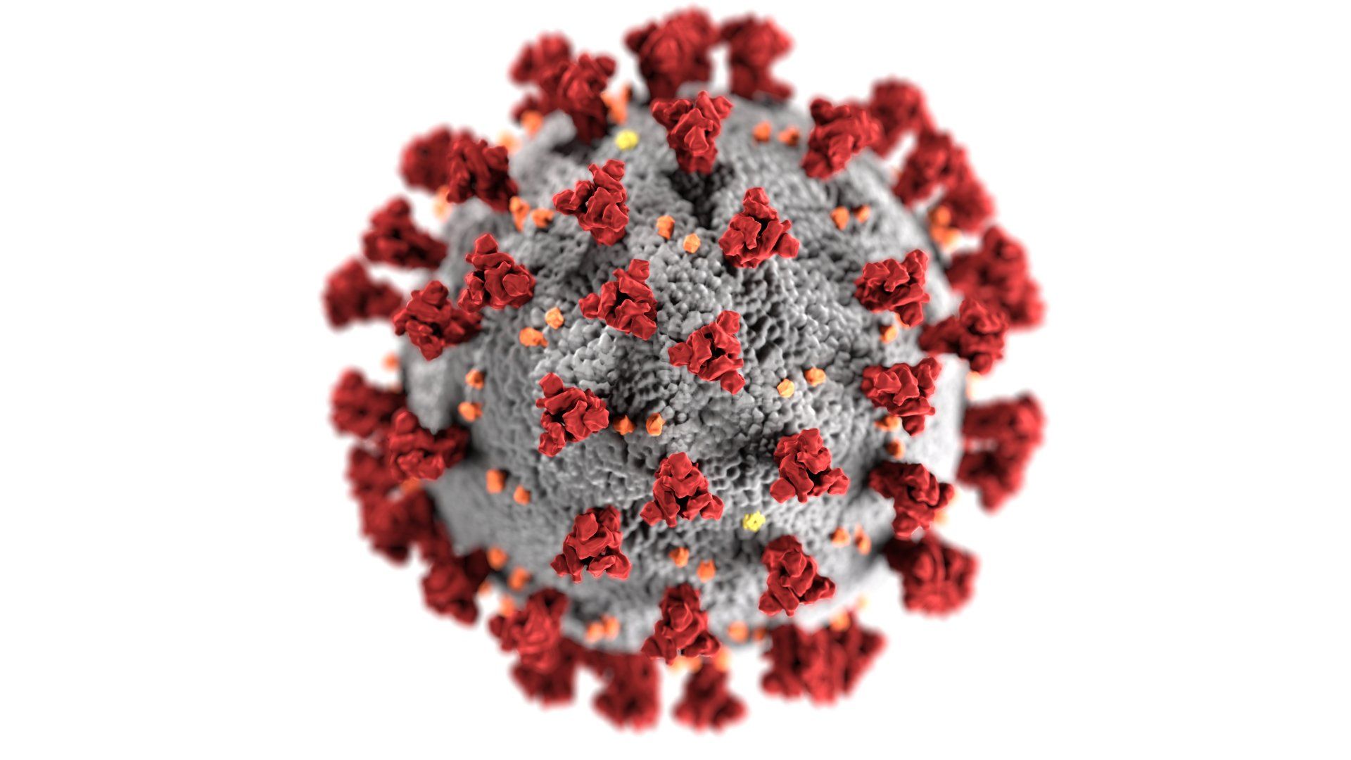 A close up of a virus on a white background.