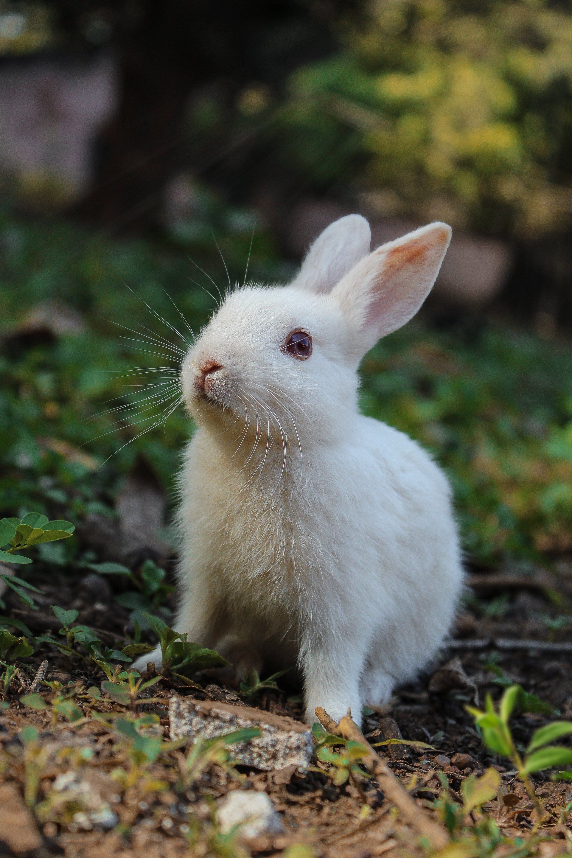 a white rabbit on the ground