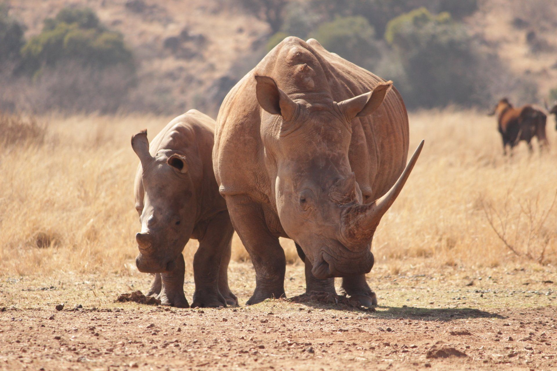 African rhinoceros