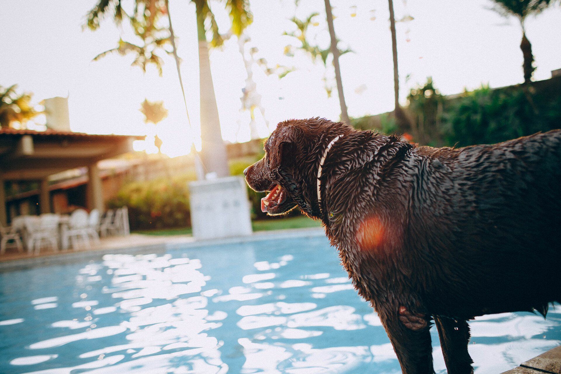 Why We Call Them the Dog Days of Summer
