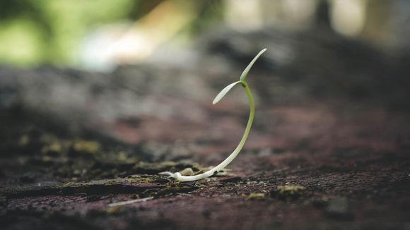A seedling representing new business growth