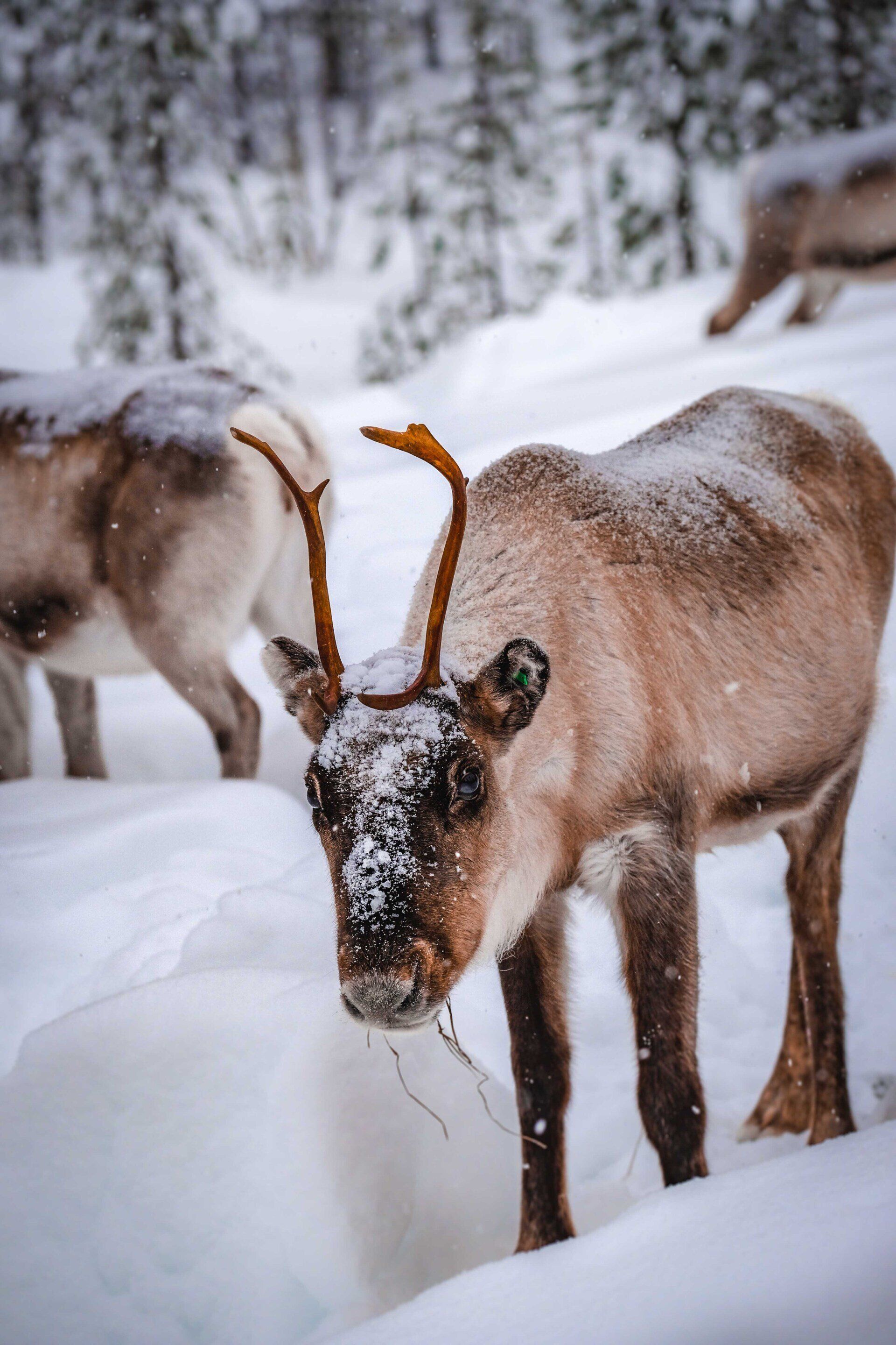 A reindeer is standing in the snow looking at the camera.