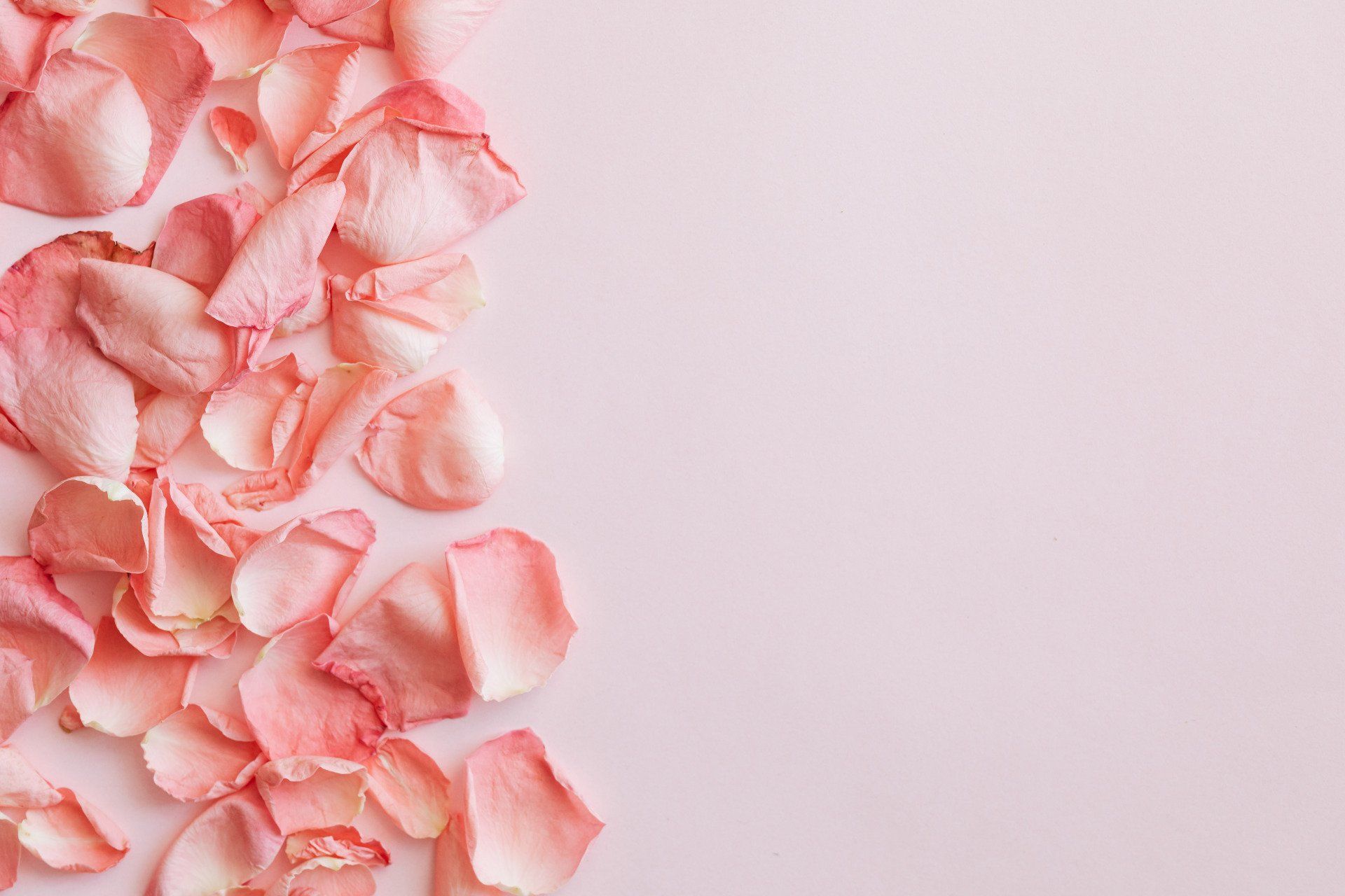 There is a lot of pink rose petals on a pink background.