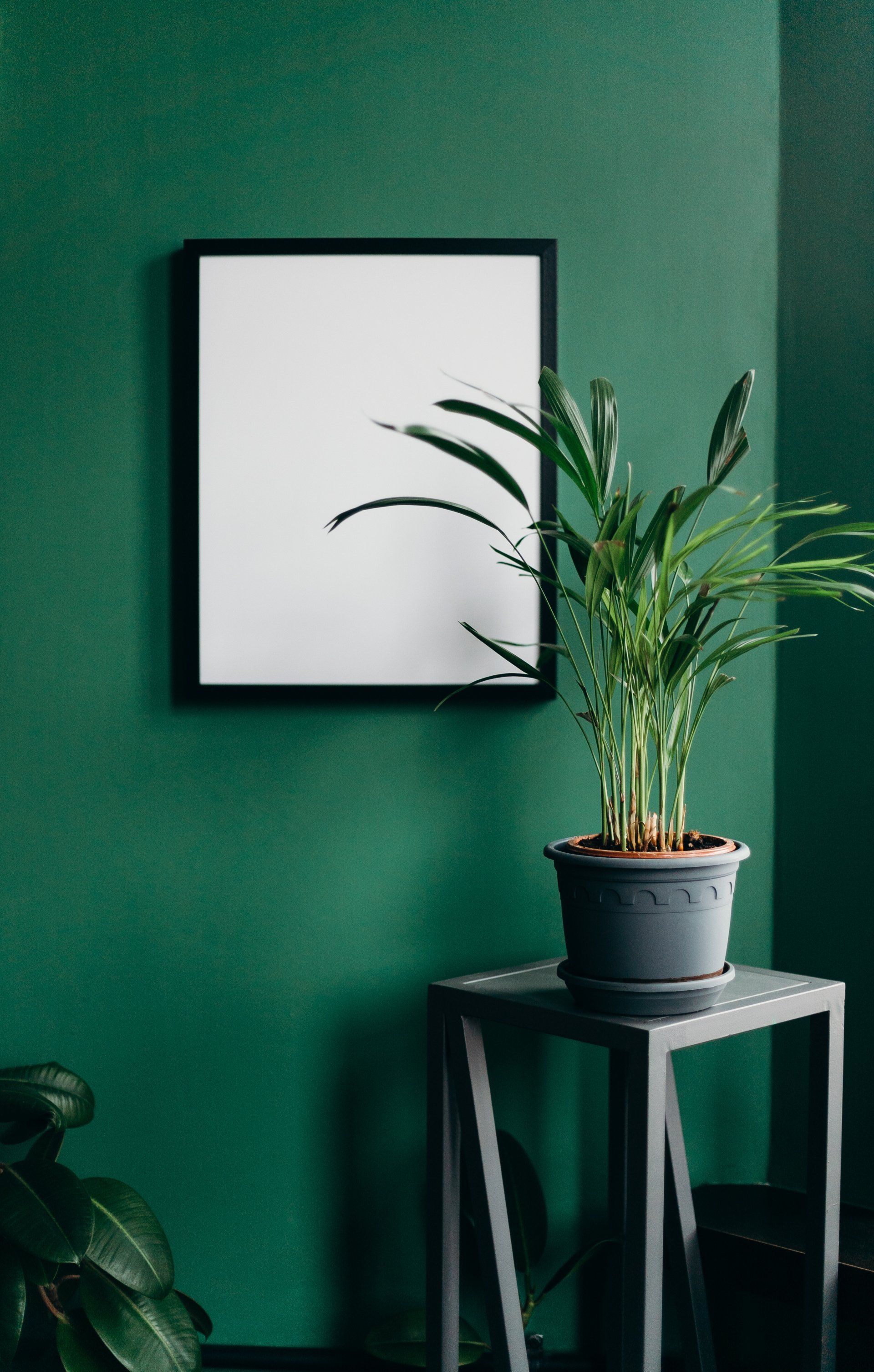 a potted plant is sitting on a table in front of a green wall .