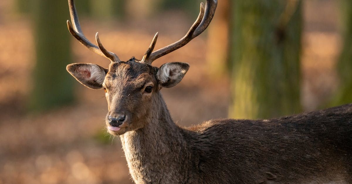 Welcome July (Almanac 2024) by Sue Cartwright, Spiral Leaf
