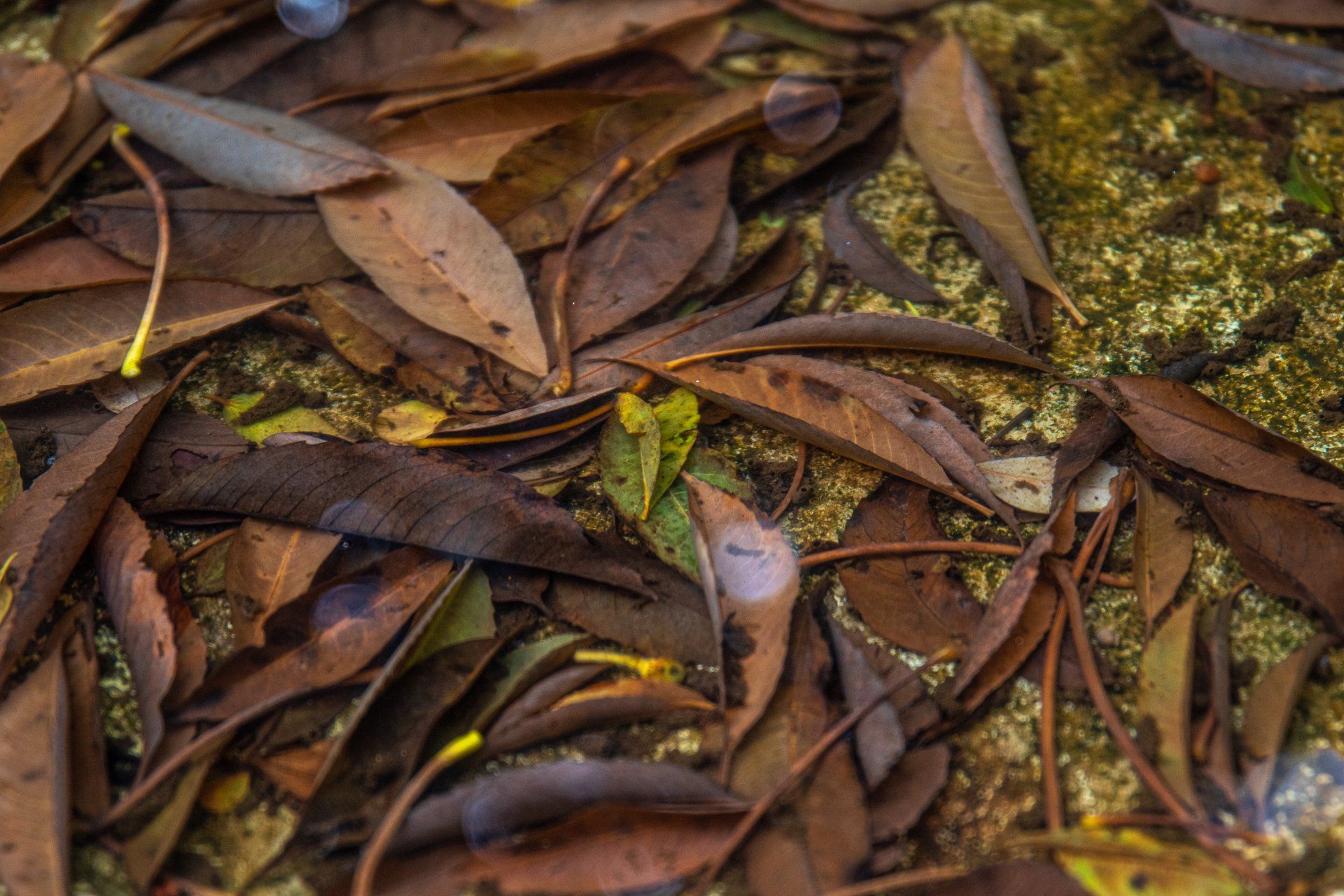 Fallen leaves