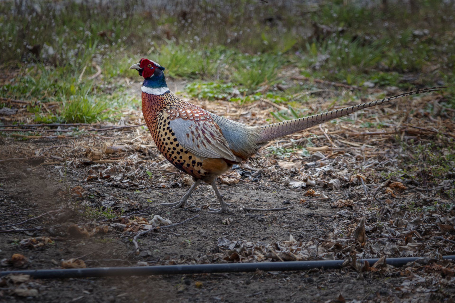 Alimenti Cane & Gatto