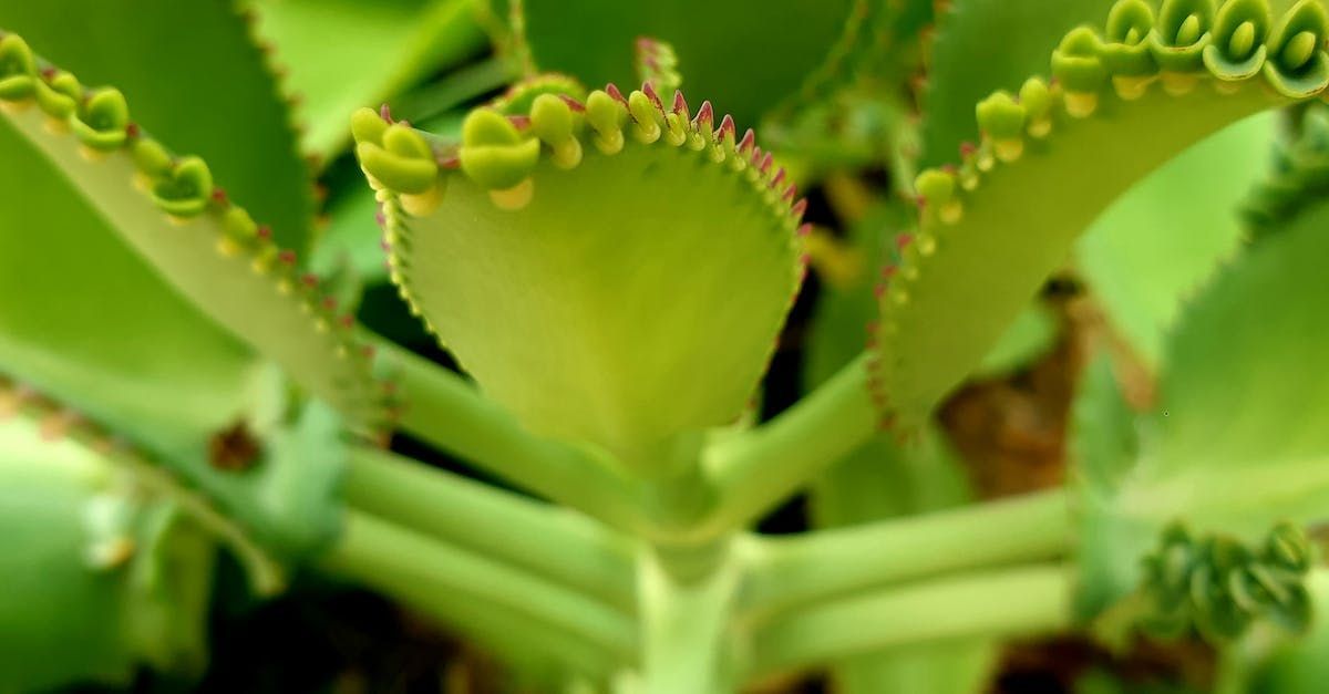 kalanchoe