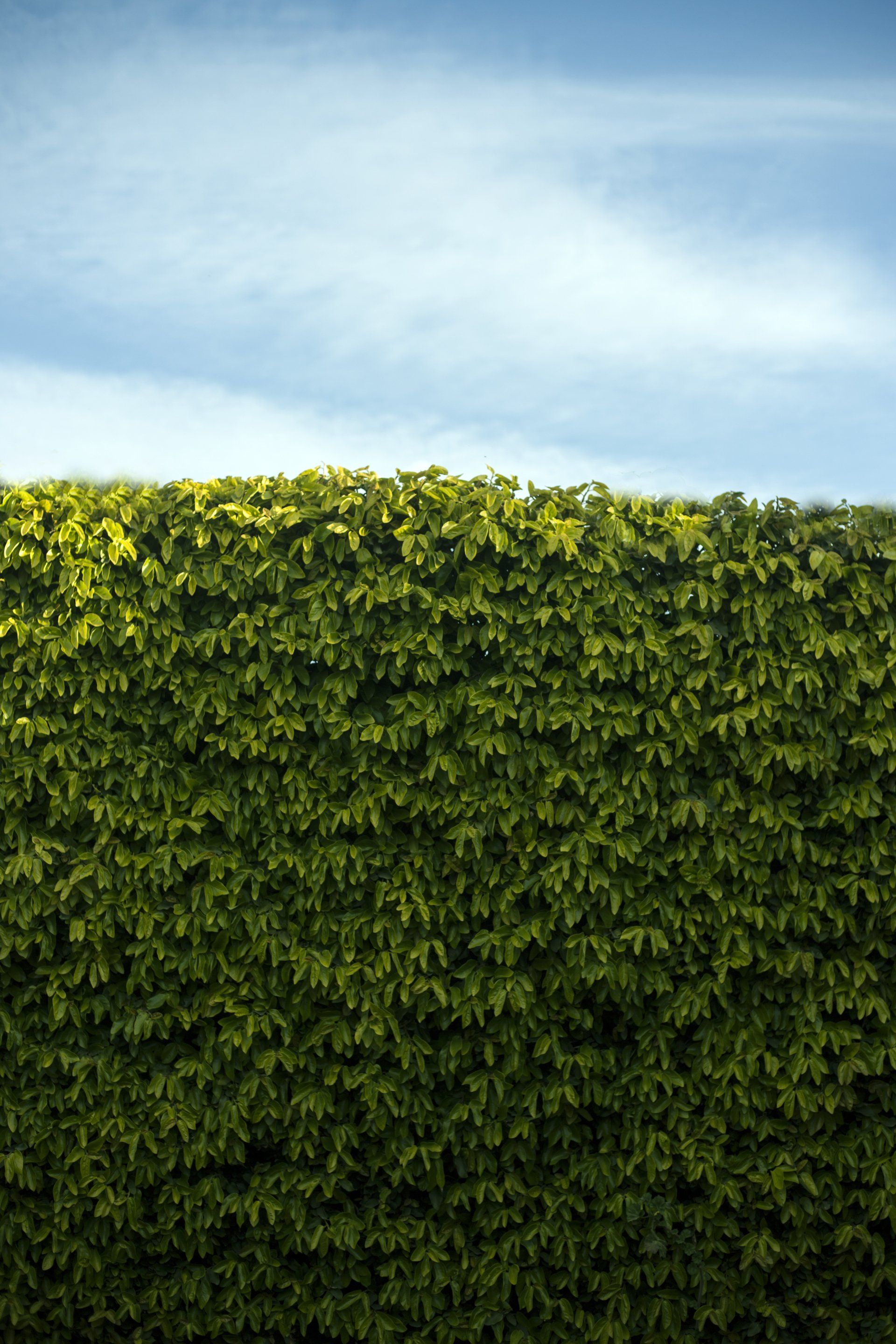 Hedge Wall Planting