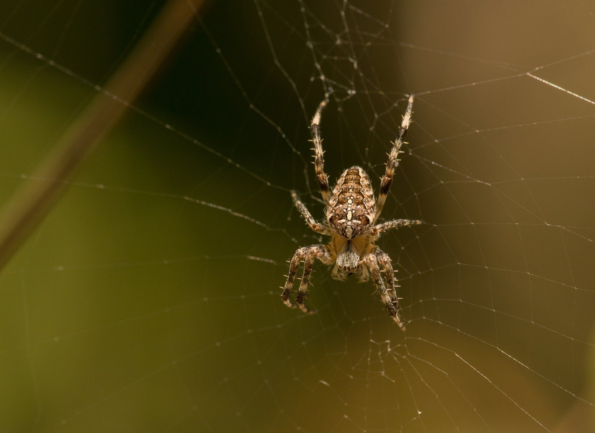 one of the types of spiders found in Vermont