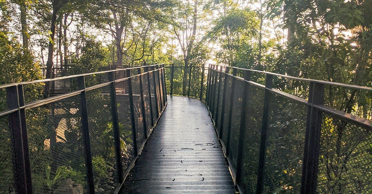 A wooden bridge in the middle of a forest.