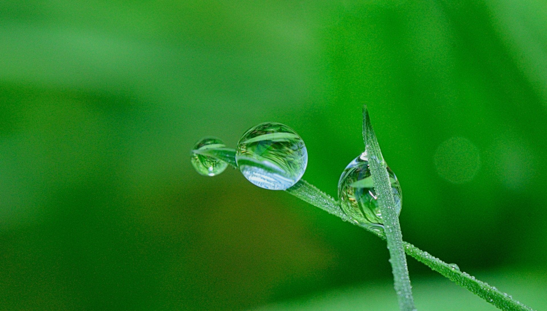 zoomed in blades of grass with large and small water dropplets