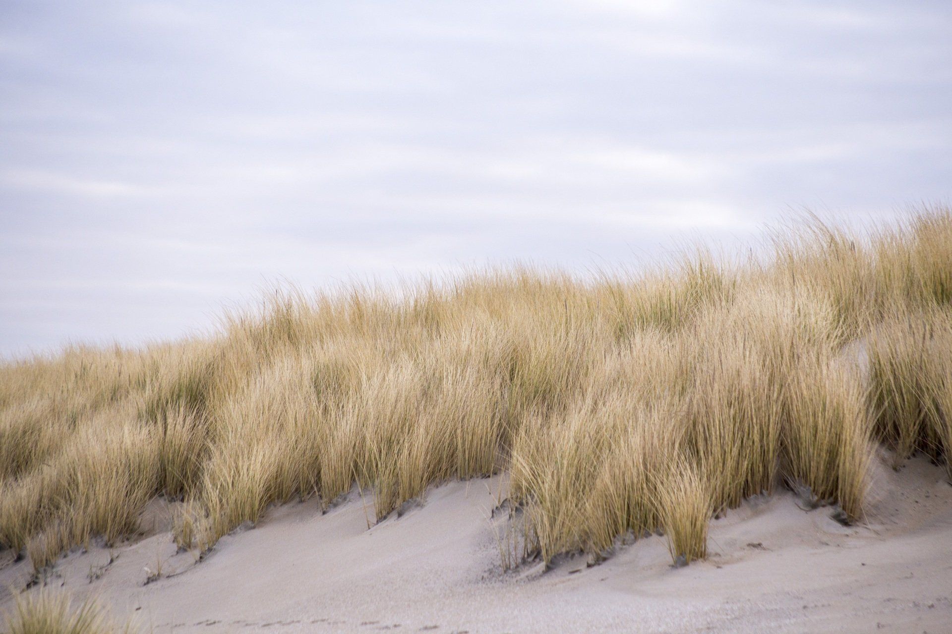 grass-dunes