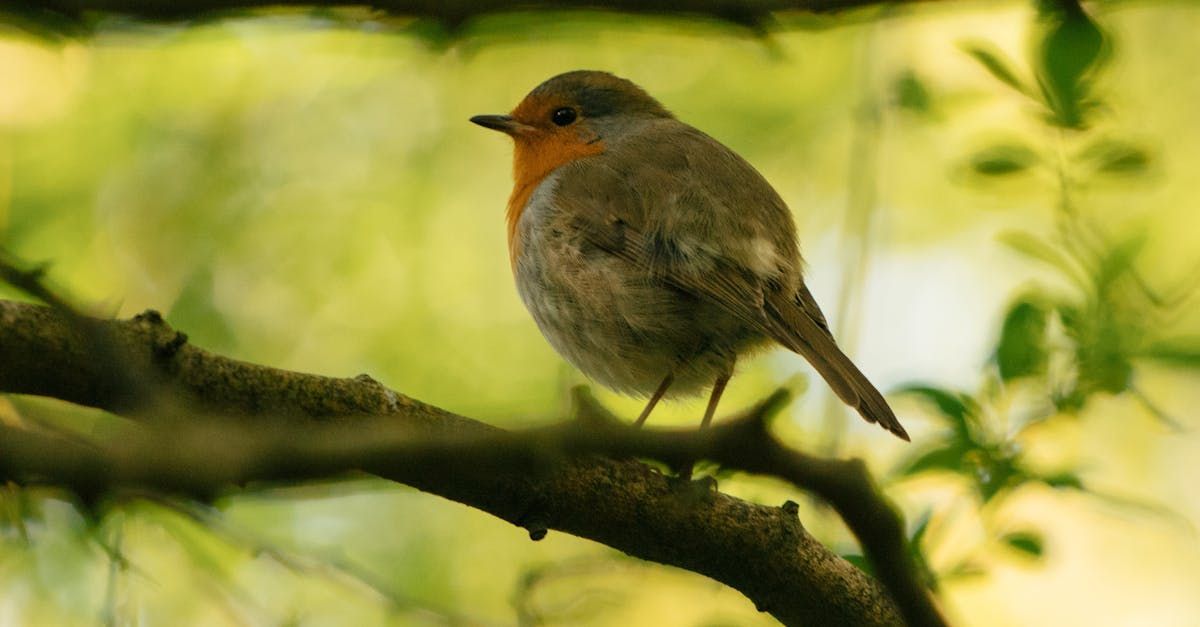 A small bird perched on a tree branch.