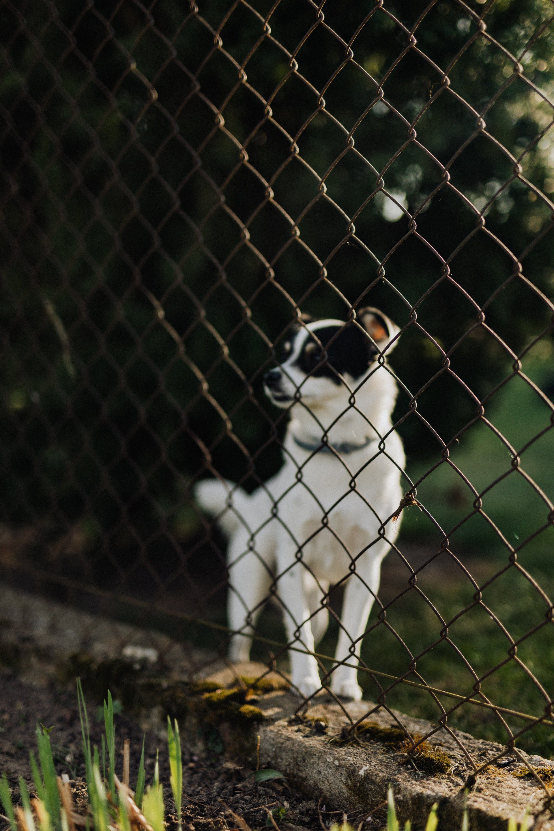 A black and white dog is standing behind a chain link fence.