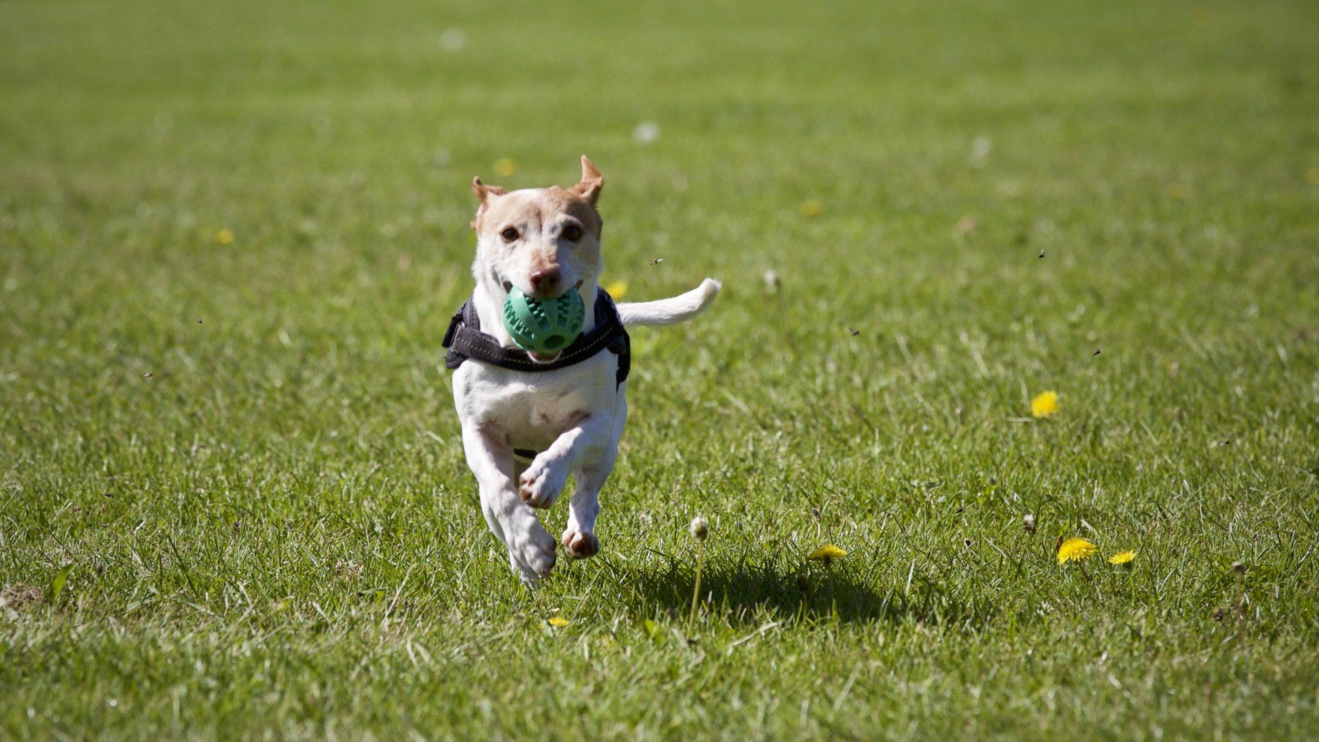 a small dog is running with a ball in its mouth .