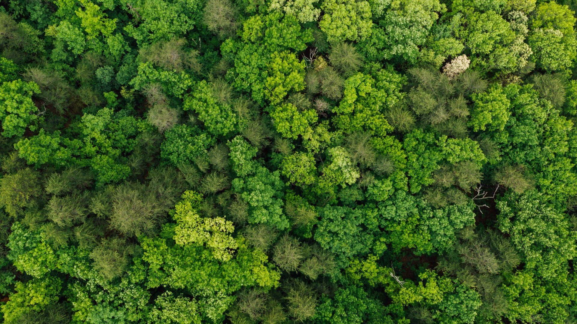 Overhead view of dense green forest canopy.