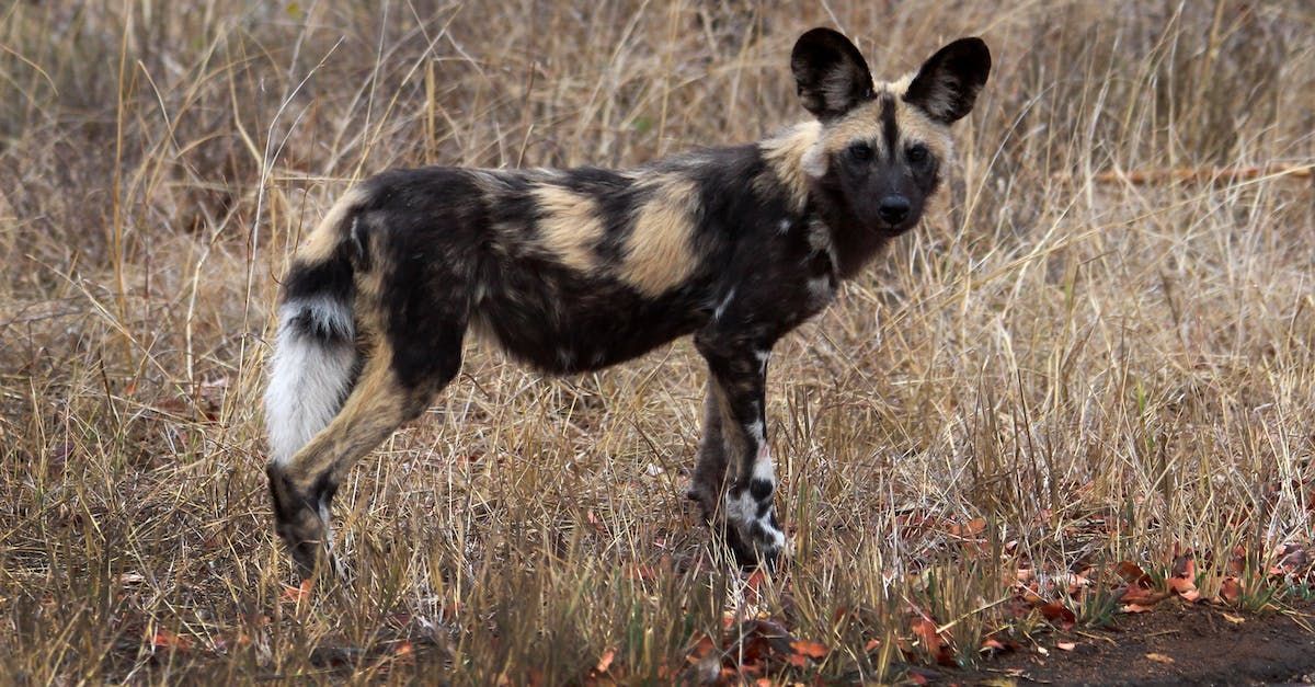 A wild dog is standing in a field of tall grass.