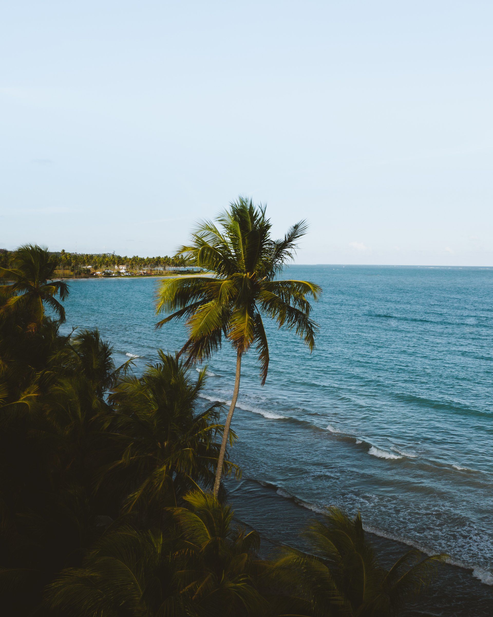 A palm tree is standing on a beach next to the ocean.