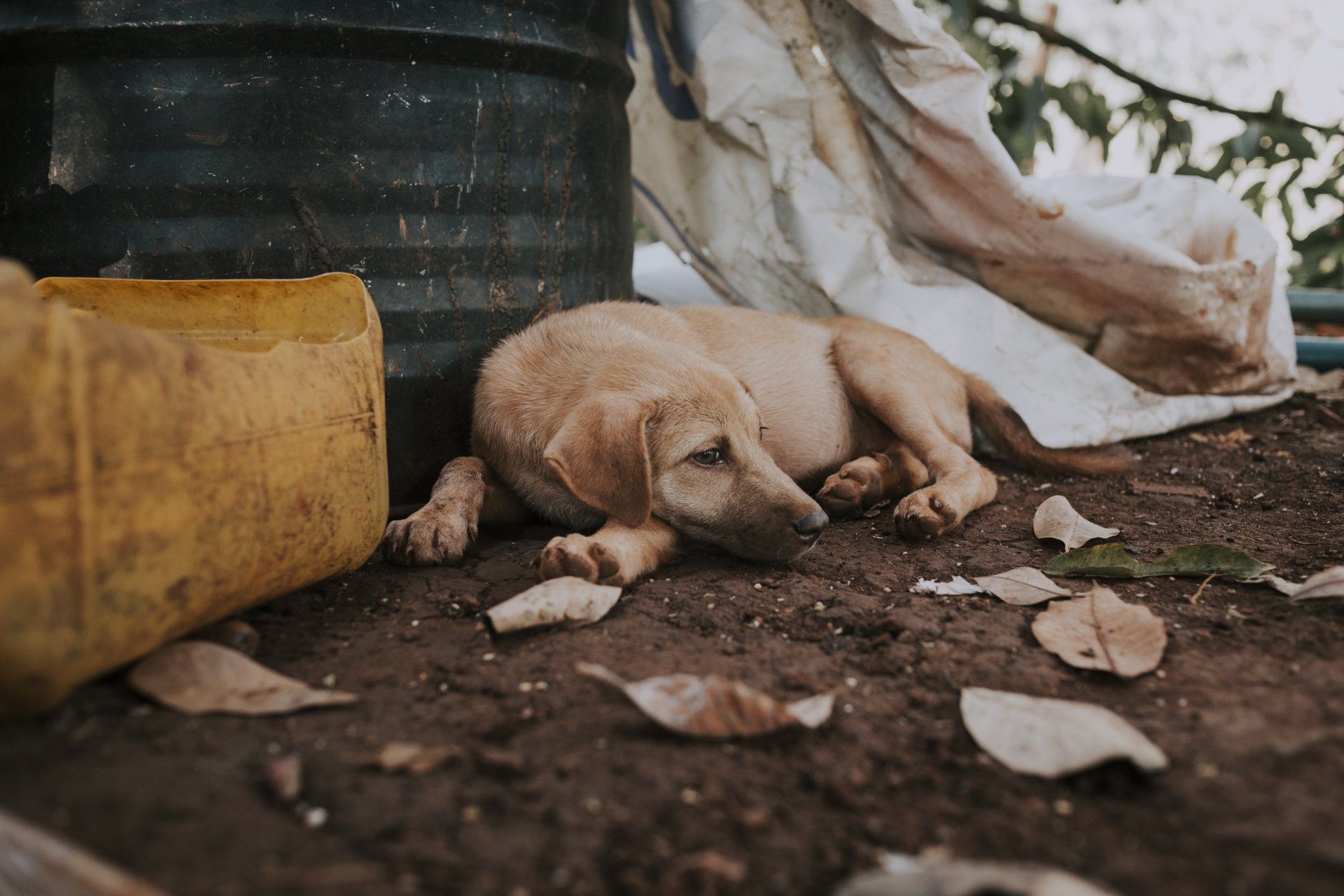 a puppy is laying on the ground next to a barrel .