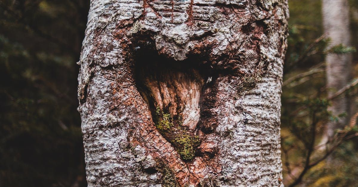 A tree trunk with a heart shaped hole in it.