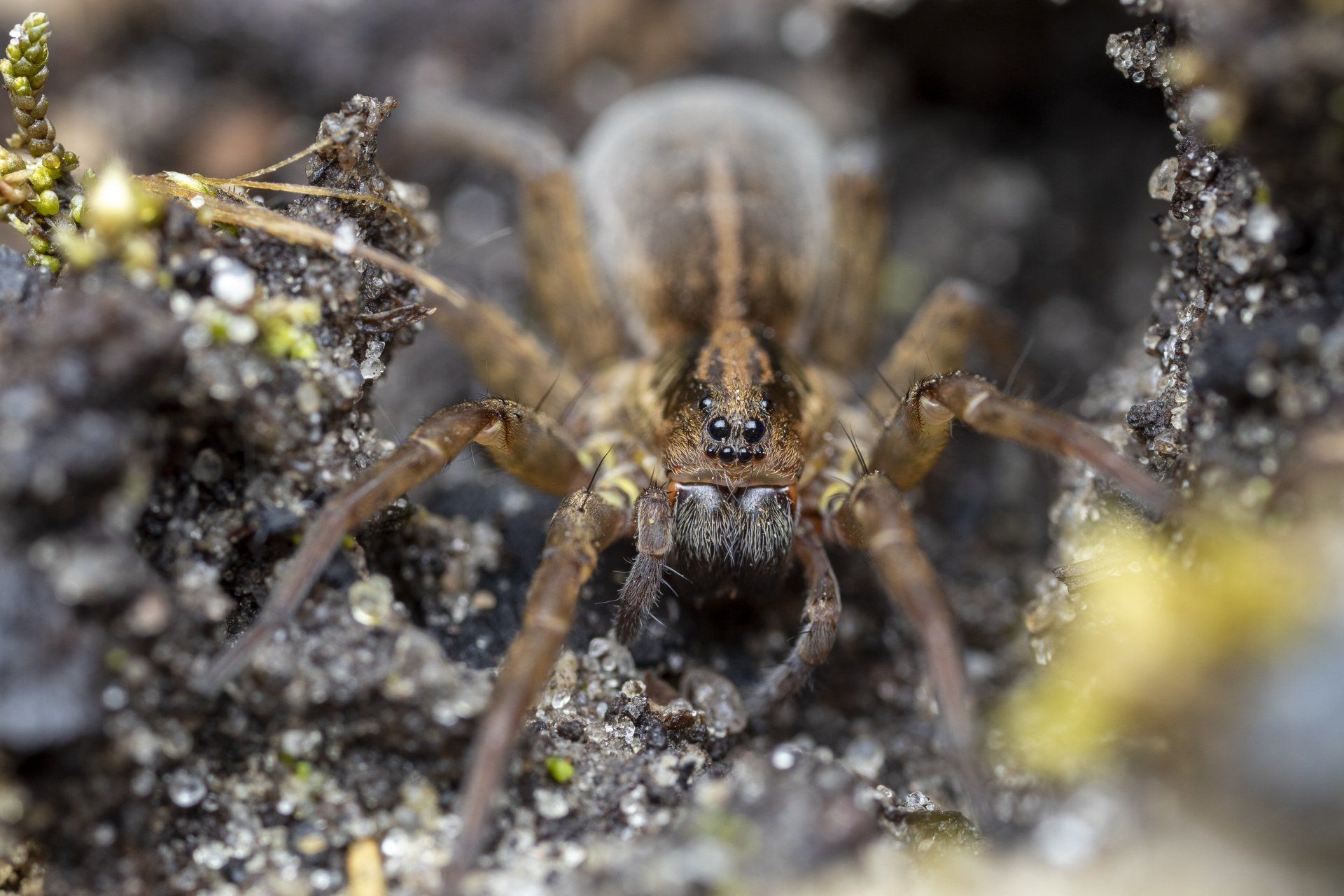 a close up of a spider on the ground