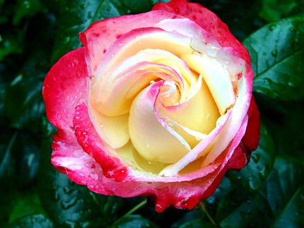 Rose with red edges, white, and yellow center, dew drops, against dark green leaves.